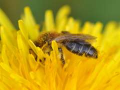 Leucandrena barbilabris